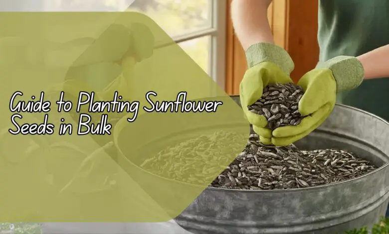 Guide to Planting Sunflower Seeds in Bulk