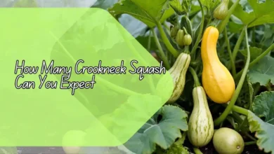 How Many Crookneck Squash Can You Expect