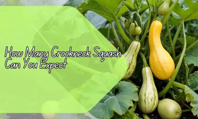 How Many Crookneck Squash Can You Expect