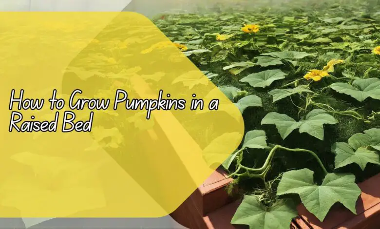 How to Grow Pumpkins in a Raised Bed