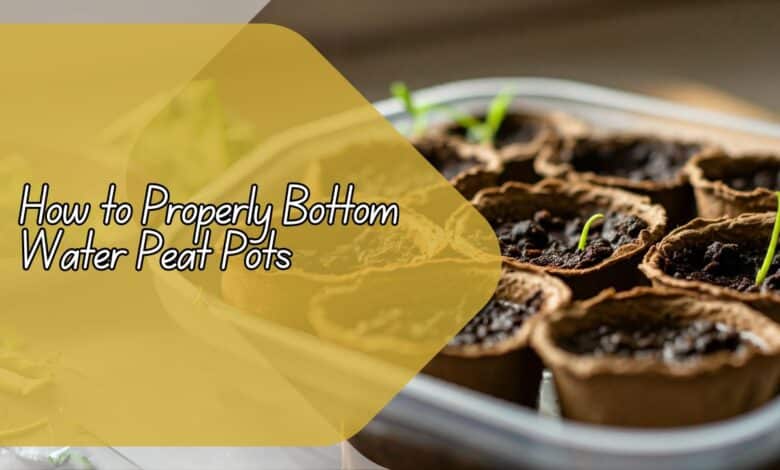 How to Properly Bottom Water Peat Pots