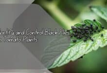 Identify and Control Black Flies on Tomato Plants