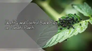 Identify and Control Black Flies on Tomato Plants