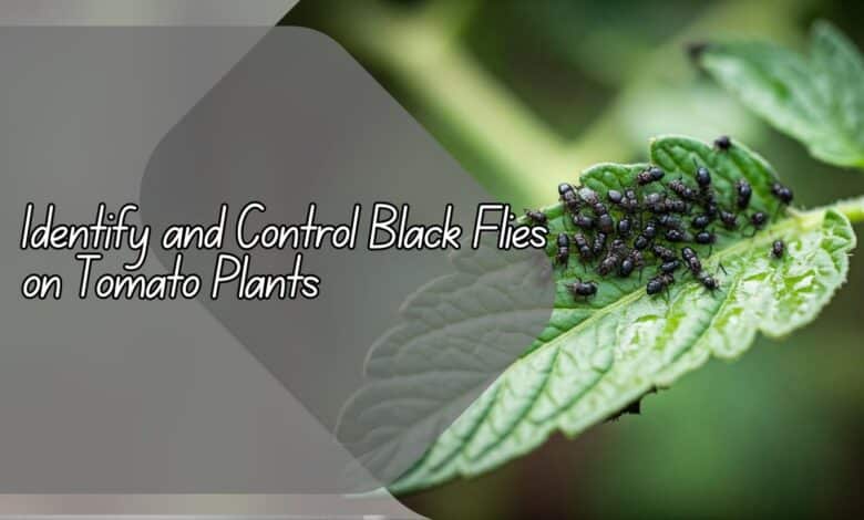 Identify and Control Black Flies on Tomato Plants