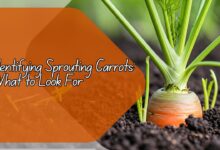 Identifying Sprouting Carrots