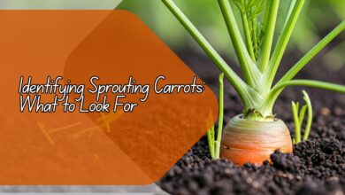 Identifying Sprouting Carrots