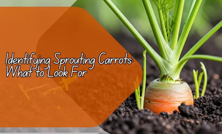 Identifying Sprouting Carrots