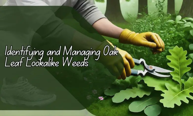 Identifying and Managing Oak Leaf Lookalike Weeds