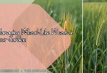 Identifying and Managing Wheat-Like Weeds in Your Garden