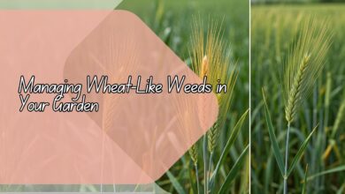 Identifying and Managing Wheat-Like Weeds in Your Garden