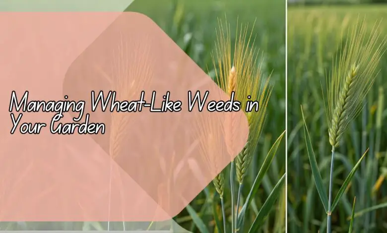 Identifying and Managing Wheat-Like Weeds in Your Garden