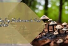 Inky Cap Mushrooms in Your Garden