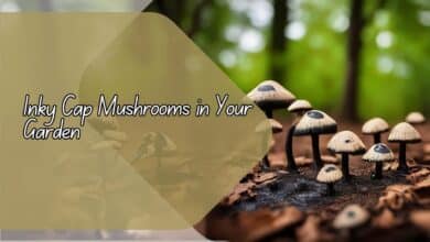 Inky Cap Mushrooms in Your Garden