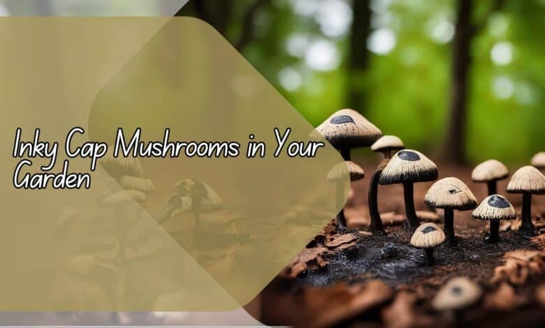 Inky Cap Mushrooms in Your Garden