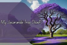 Is My Jacaranda Tree Dead