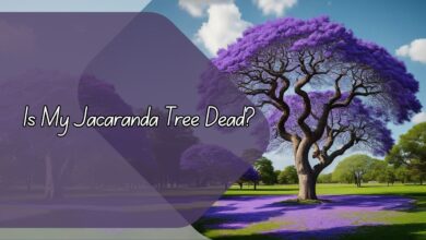 Is My Jacaranda Tree Dead