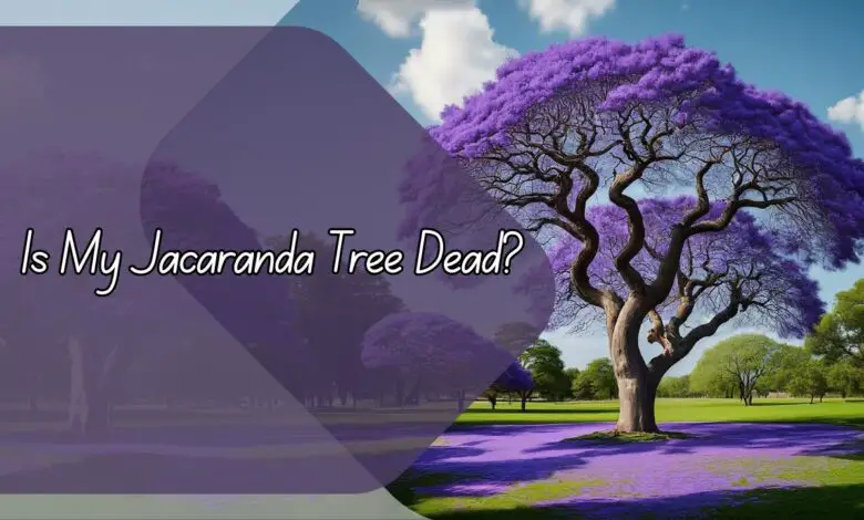 Is My Jacaranda Tree Dead