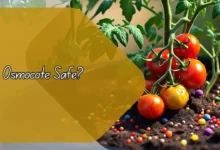Is Osmocote Safe for Your Vegetable Garden