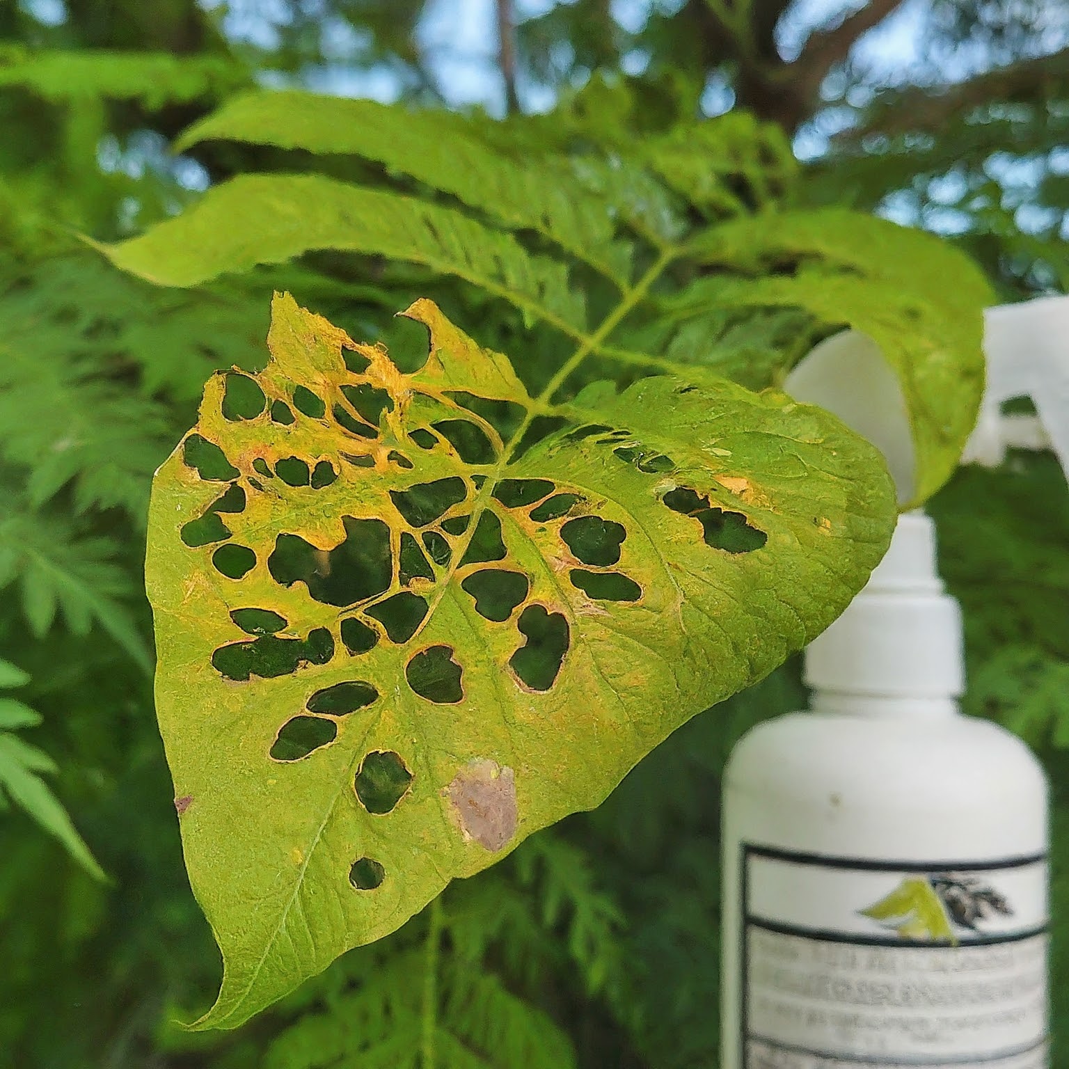 Jacaranda leaf with insect damage