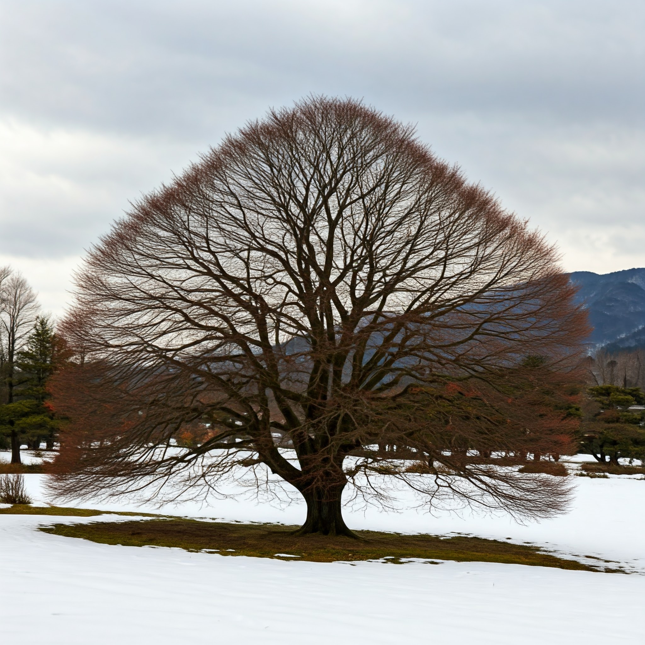 Japanese Maple Geisha tree in a winter landscape