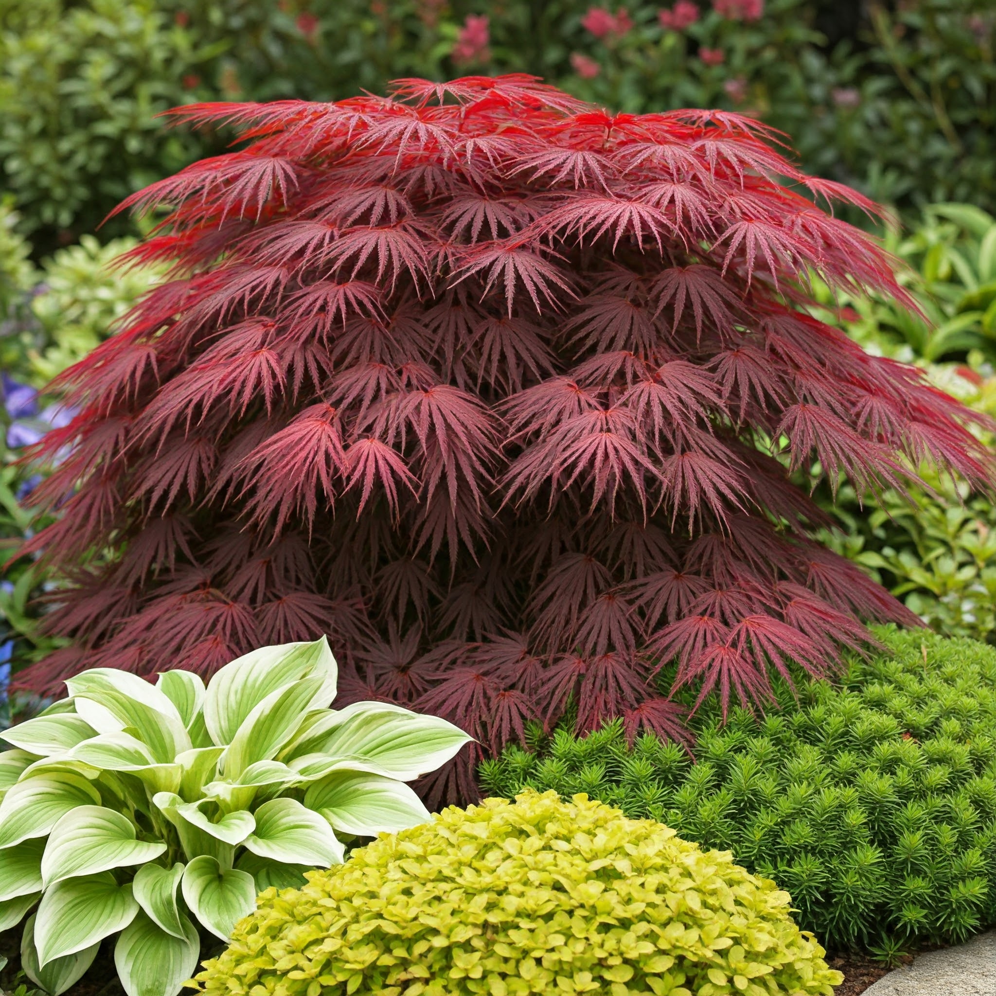 Japanese Maple Geisha tree