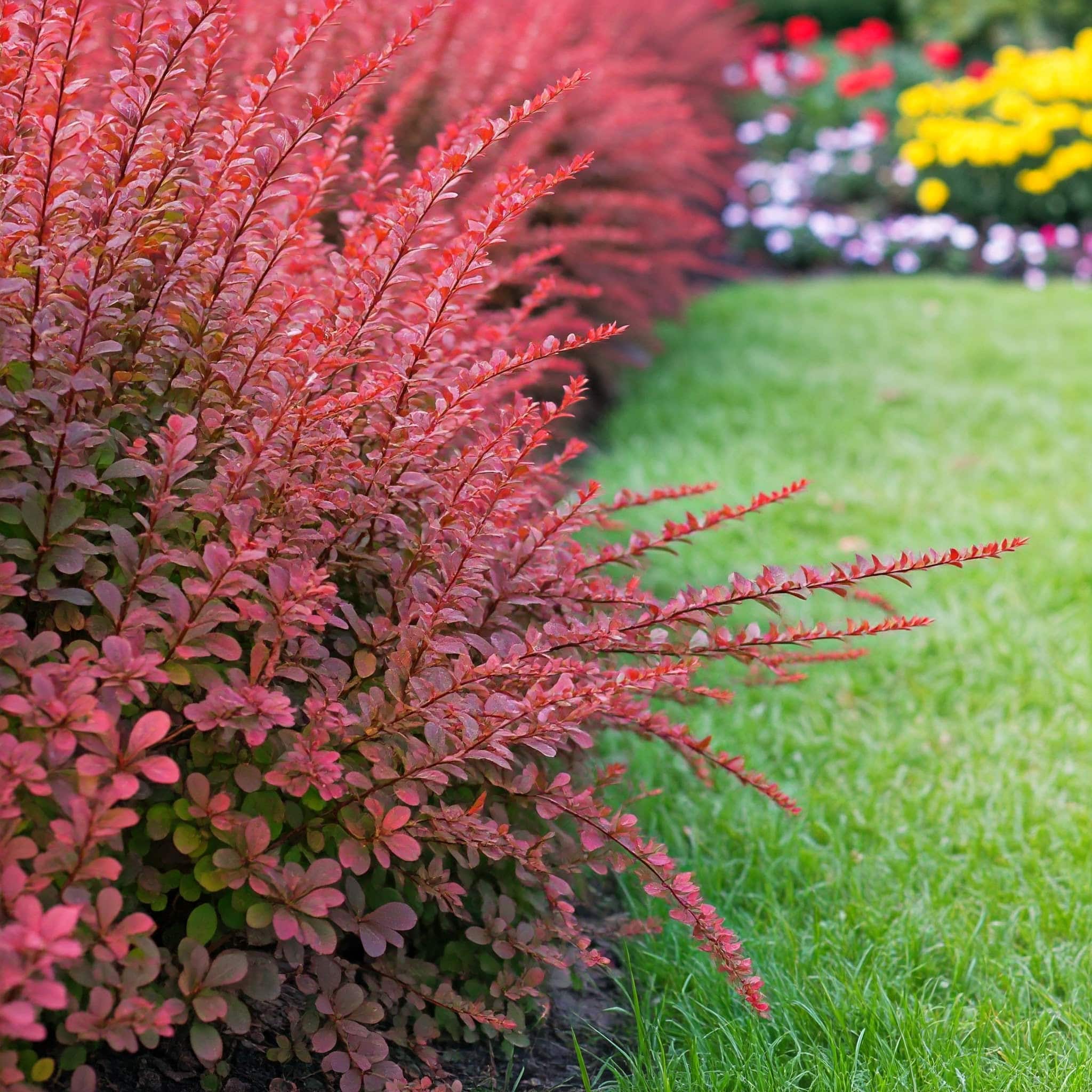 Japanese barberry plants