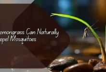 Lemongrass Can Naturally Repel Mosquitoes
