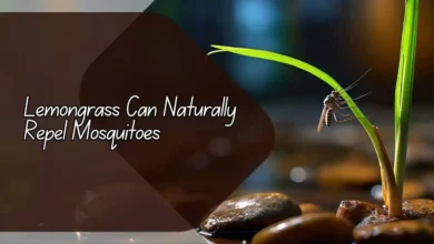 Lemongrass Can Naturally Repel Mosquitoes