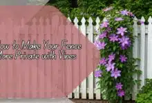 Make Your Fence More Private with Vines