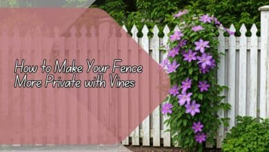 Make Your Fence More Private with Vines