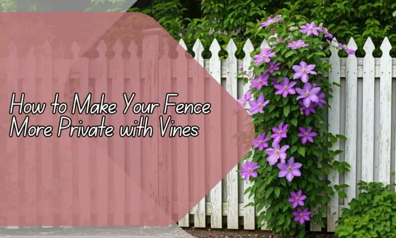 Make Your Fence More Private with Vines