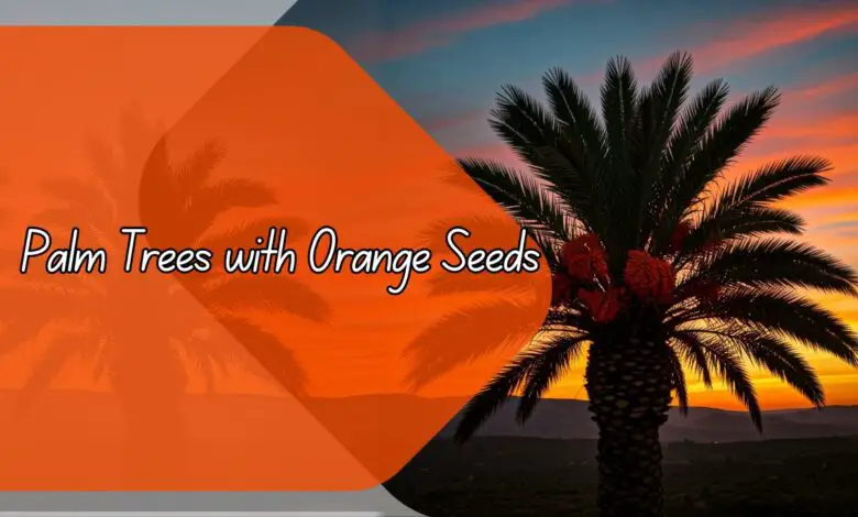 Palm Trees with Orange Seeds