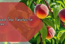 Peach Tree Varieties for Zone 7