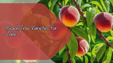 Peach Tree Varieties for Zone 7