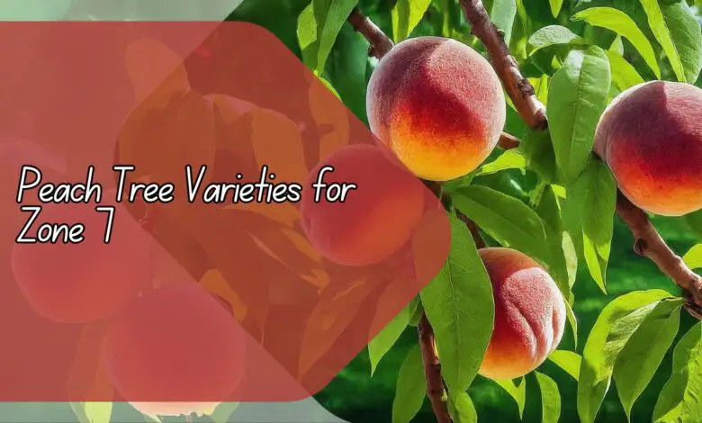 Peach Tree Varieties for Zone 7