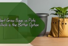 Plant Grow Bags vs Pots