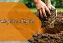 Planting Trees in Clay Soil