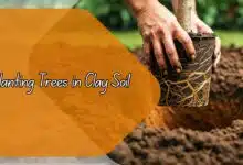 Planting Trees in Clay Soil