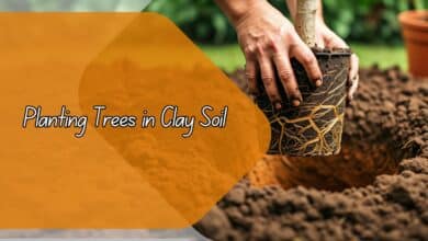 Planting Trees in Clay Soil