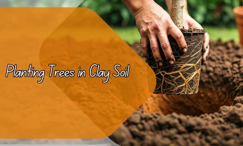 Planting Trees in Clay Soil