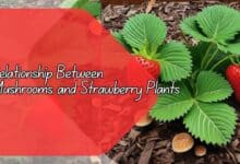 Relationship Between Mushrooms and Strawberry Plants