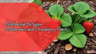 Relationship Between Mushrooms and Strawberry Plants