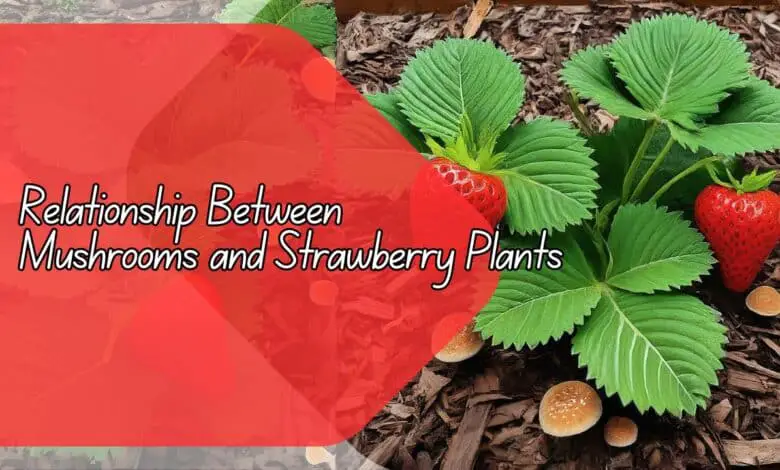 Relationship Between Mushrooms and Strawberry Plants