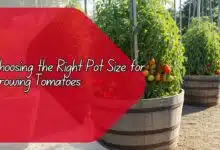 Right Pot Size for Growing Tomatoes