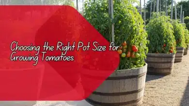 Right Pot Size for Growing Tomatoes