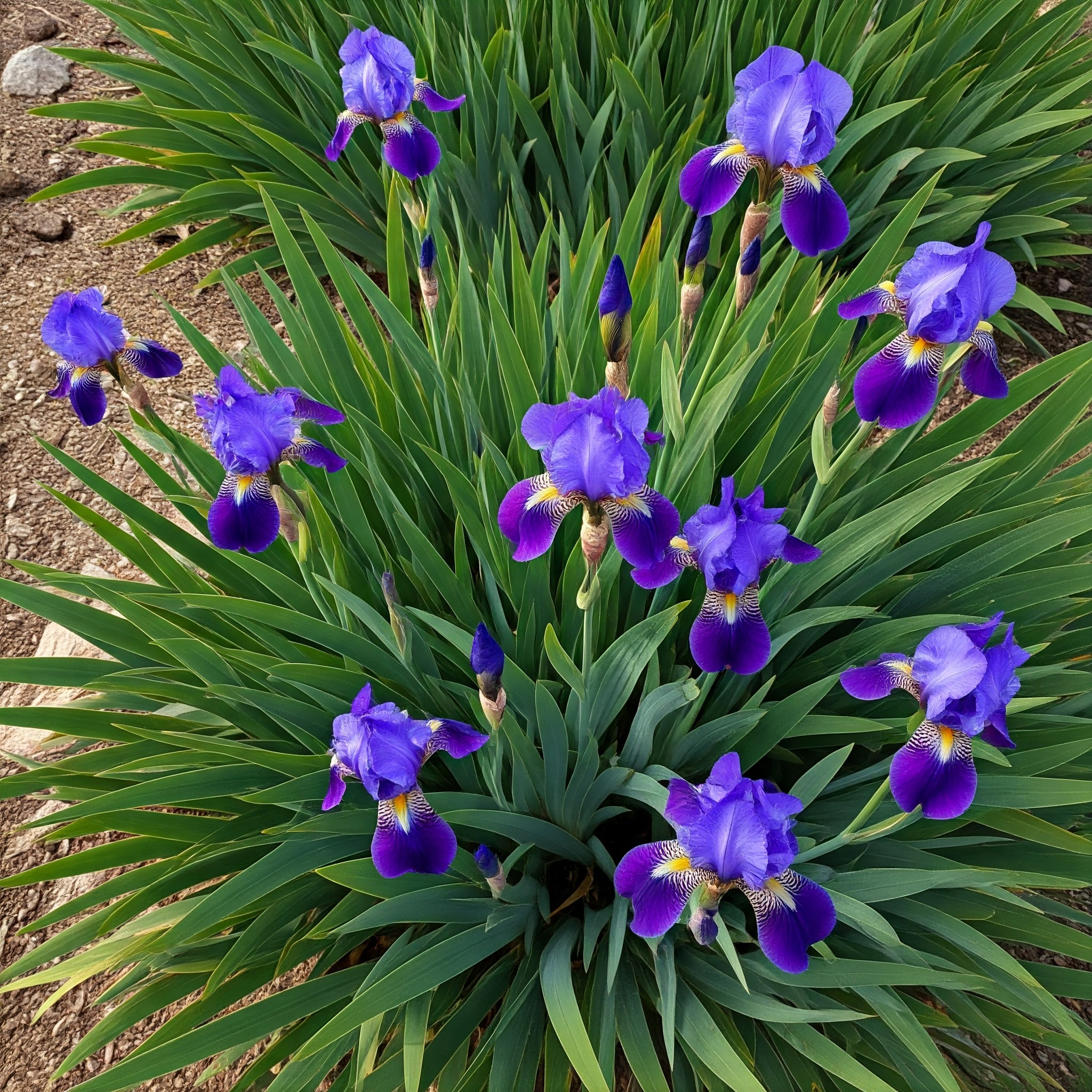 Siberian Iris (Iris sibirica)