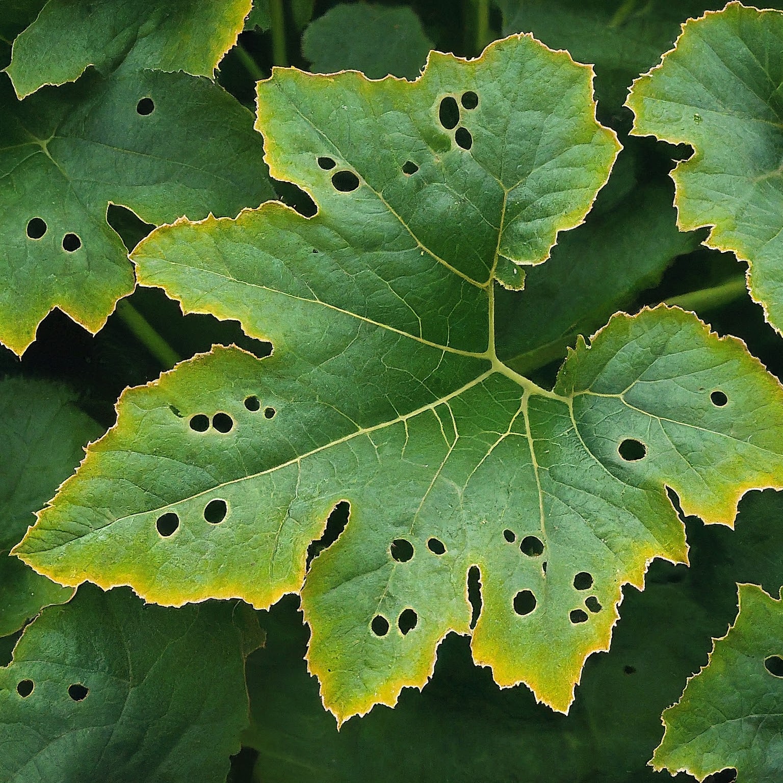 Squash Leaf with Insect Damage