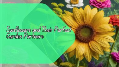 Sunflowers and Their Perfect Garden Partners