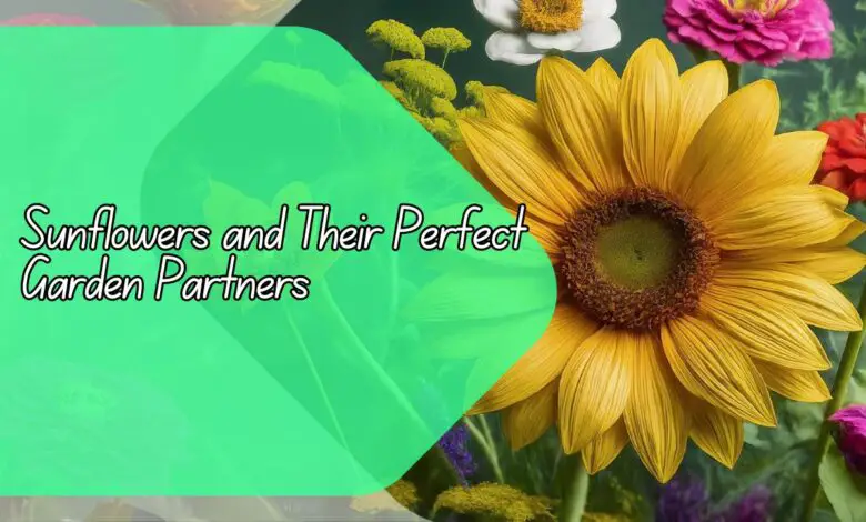 Sunflowers and Their Perfect Garden Partners