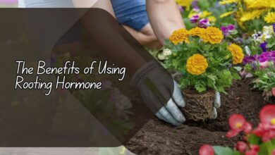 The Benefits of Using Rooting Hormone